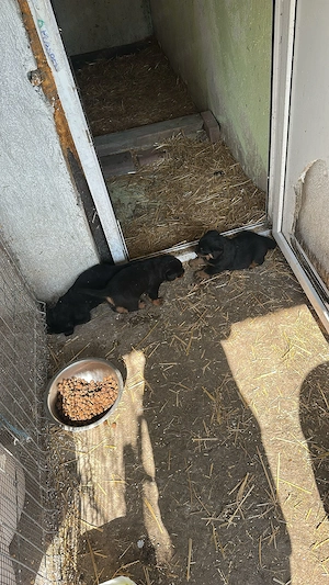 Vând 3 pui rottweiler(2 băieți și o fetiță)
