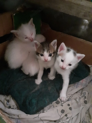 pisicuti spre adopție 