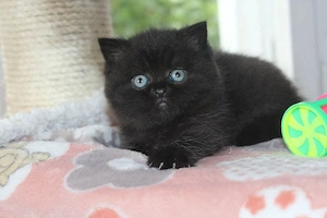 British Black 