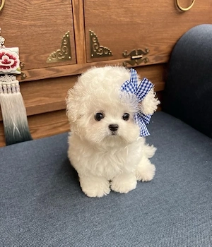 Bichon Maltez mini toy  - imagine 3