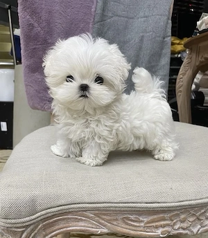 Bichon Maltez mini toy  - imagine 2