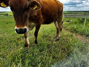 Vaca baltata romaneasca - imagine 3