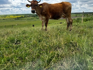 Vaca baltata romaneasca - imagine 2