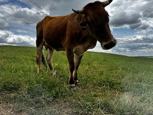 Vaca baltata romaneasca