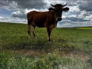 Vaca baltata romaneasca