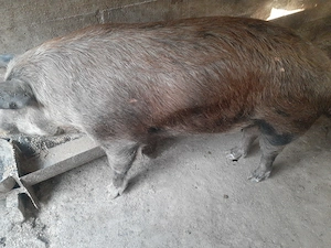 Porci de vanzare 