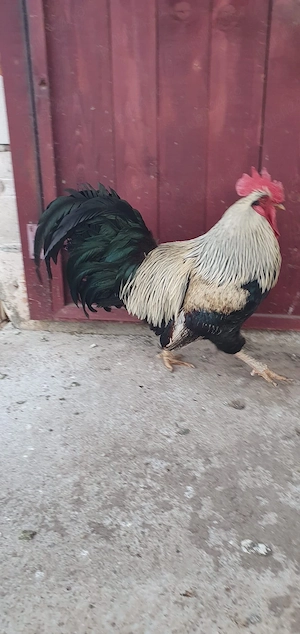 cocoș italian 