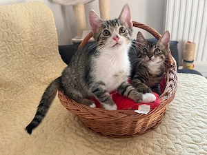 Patru puisori de pisica spre adoptie - imagine 2
