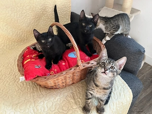 Patru puisori de pisica spre adoptie