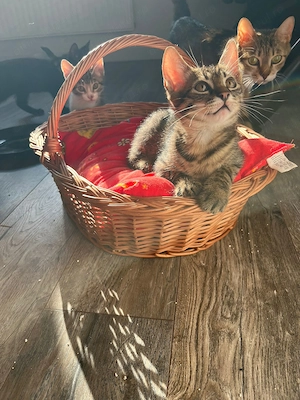 Patru puisori de pisica spre adoptie - imagine 3