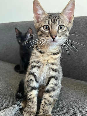 Patru puisori de pisica spre adoptie - imagine 5