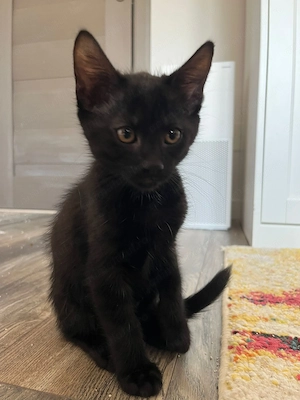 Patru puisori de pisica spre adoptie - imagine 4