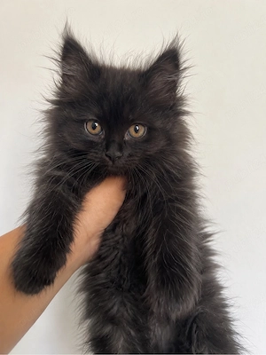 maine coon iubitor 