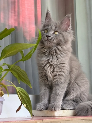 Puiuti maine coon - imagine 2