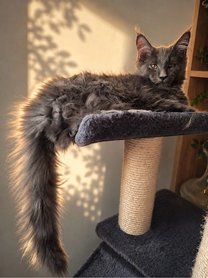 Puiuti maine coon
