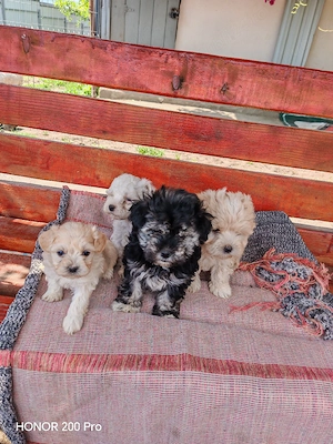 4blanosi frumosi