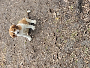 Cățeluși Beagle  - imagine 4
