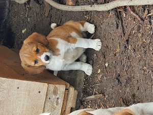 Cățeluși Beagle  - imagine 3