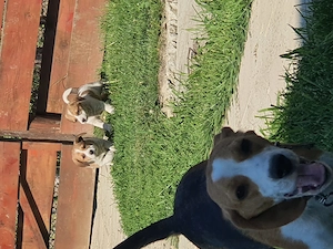 Cățeluși Beagle  - imagine 5
