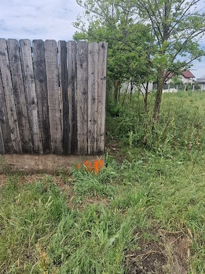 Teren de vanzare - 967 mp, Islaz, Ilfov - Ideal pentru locuinta - imagine 5