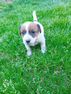 Vând Jack Russel Terrier