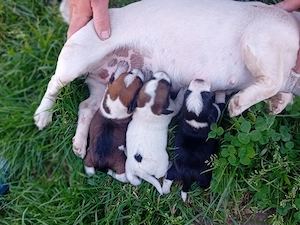 Vând pui Jack Russel Terrier 
