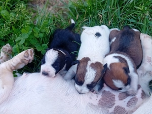 Vând pui Jack Russel Terrier  - imagine 2