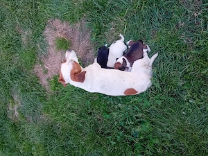 Vând pui Jack Russel Terrier  - imagine 3