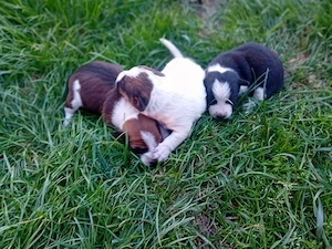 Vând pui Jack Russel Terrier  - imagine 5
