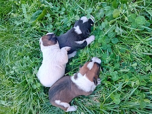 Vând pui Jack Russel Terrier  - imagine 4
