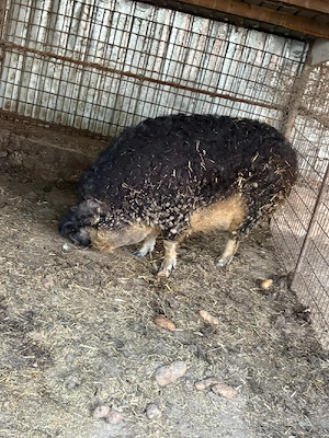 Mangalita Scroafa