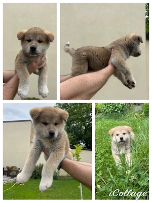 Akita Inu de vanzare mascul  - imagine 3