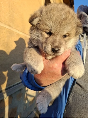 Akita Inu de vanzare mascul  - imagine 4