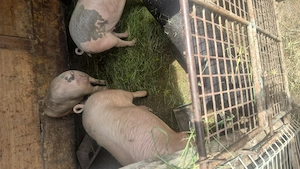 Vand porc crescut la curte