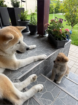 Akita Inu de vanzare mascul  - imagine 2