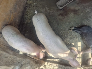 Vand porc crescut la curte - imagine 3