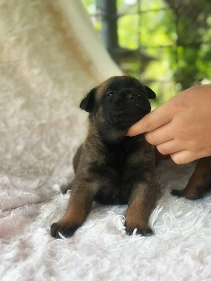 ciobănesc Belgian Malinois  - imagine 2