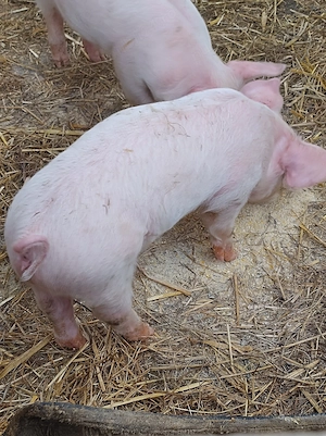 porc.       