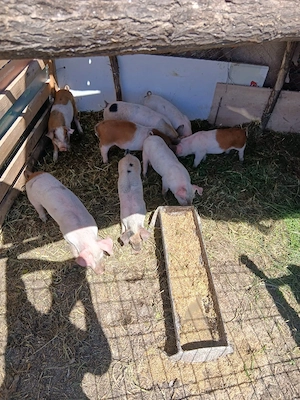 de vânzare 8 bucăți preț 250 lei bucata unul cu altul 12 15 kg unul aproximativ  - imagine 2