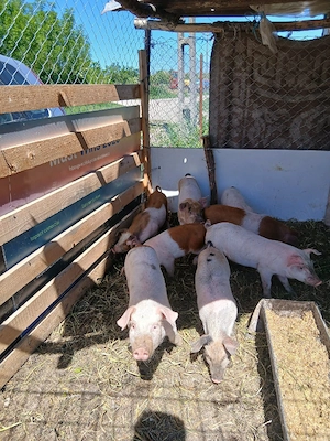 de vânzare 8 bucăți preț 250 lei bucata unul cu altul 12 15 kg unul aproximativ  - imagine 3