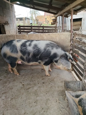 Vand porc 200kg 12lei kg tel  