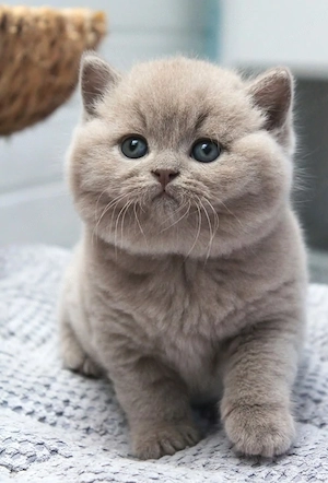 British shorthair lila 