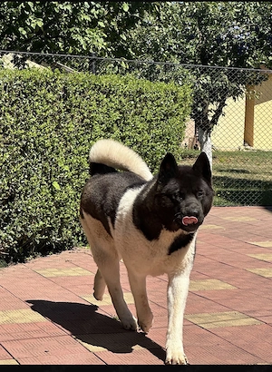 Se donează Akita American mascul in varsta de 1an si 6 luni