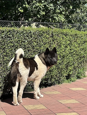 Se donează Akita American mascul in varsta de 1an si 6 luni - imagine 2
