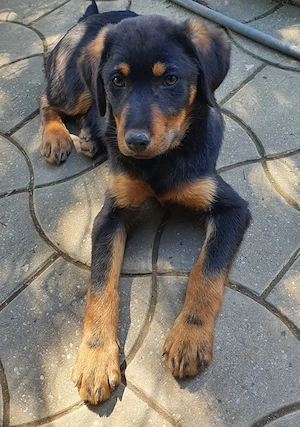 Dau pt adoptie 6 caini frumosi si lipiciosi, 4 baieti si 2 fete. - imagine 4