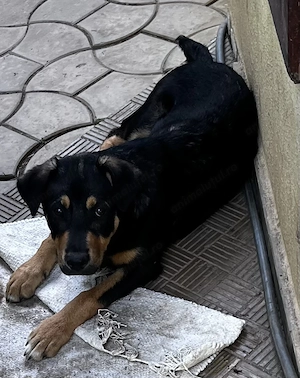 Dau pt adoptie 6 caini frumosi si lipiciosi, 4 baieti si 2 fete. - imagine 3