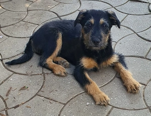 Dau pt adoptie 6 caini frumosi si lipiciosi, 4 baieti si 2 fete. - imagine 2