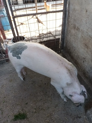 Purcică, +_65kg