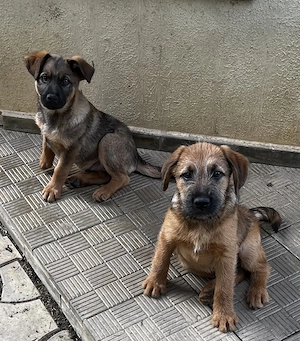 Dau pt adoptie 6 caini frumosi si lipiciosi, 4 baieti si 2 fete. - imagine 5