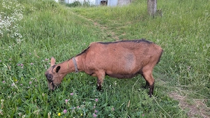 Capra Alpina Franceza